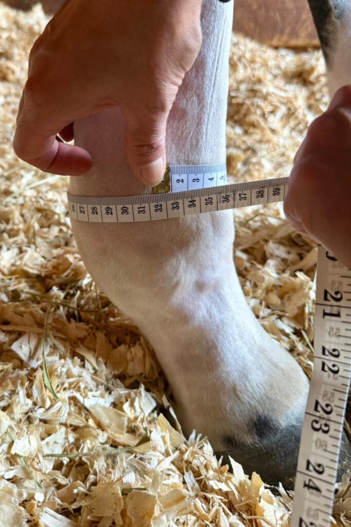 Measuring the same horse's leg after the Polar Stride session, showing reduced swelling and inflammation