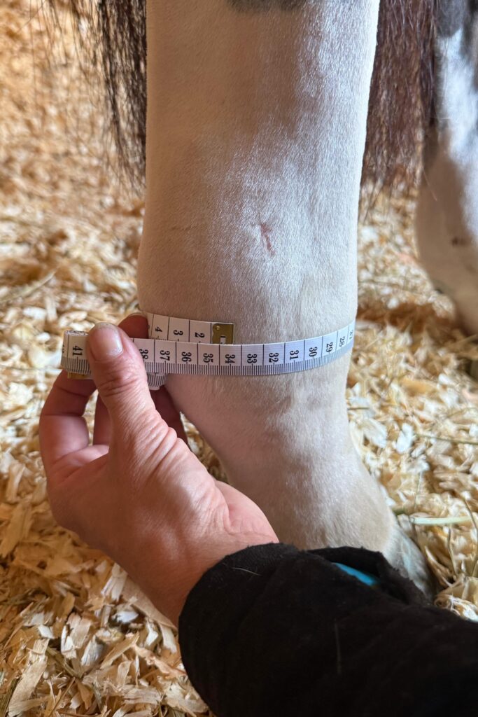 Measuring a horse's swollen leg circumference before a Polar Stride cold-compression therapy session